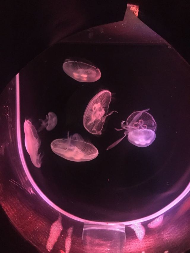 다롄 성야하이양스제(대련 성아해양세계)