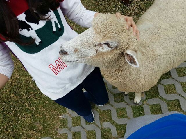 칭칭초원