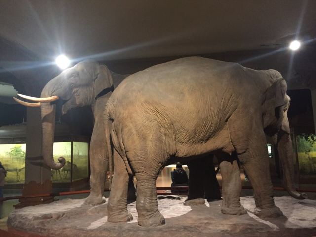 American Museum of Natural History