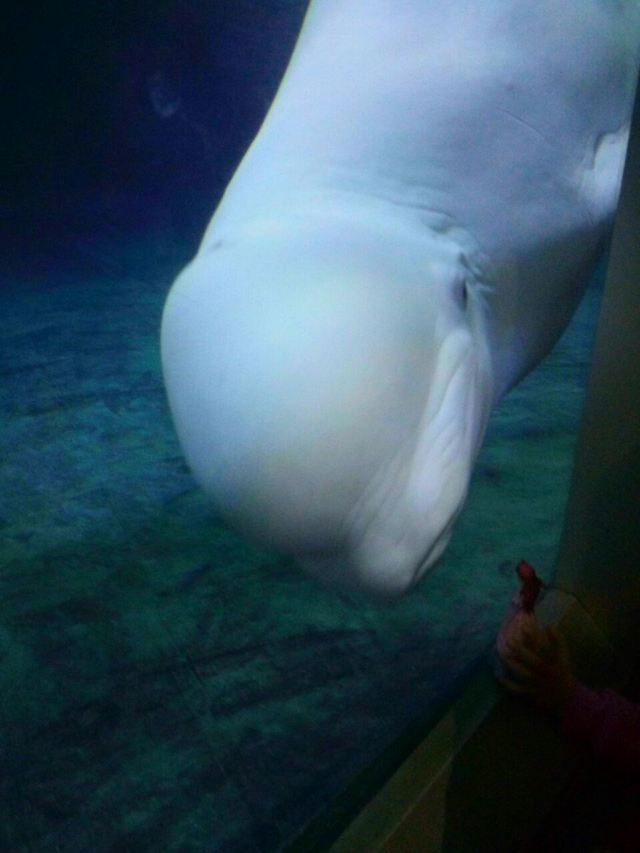Beijing Zoo