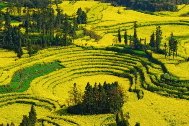 Luoping Canola Flower Ocean