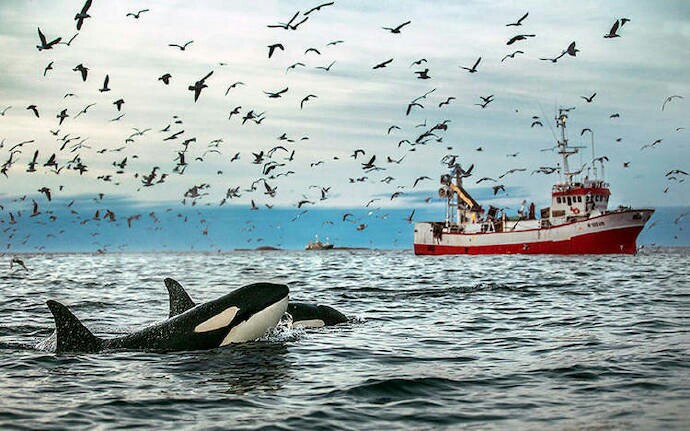 在罗弗敦群岛看鲸鱼。