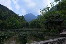 雁南飞茶田景区-桥溪古韵-梅州-懟懟