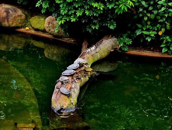 Kowloon Park