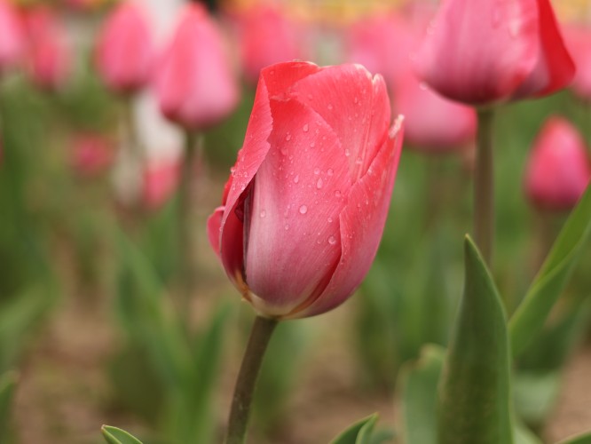 花博会