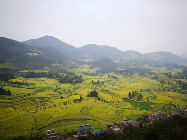 Luoping Canola Flower Ocean