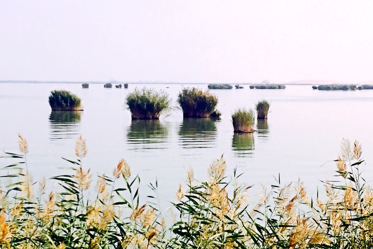 芦花深处 沙海柔情