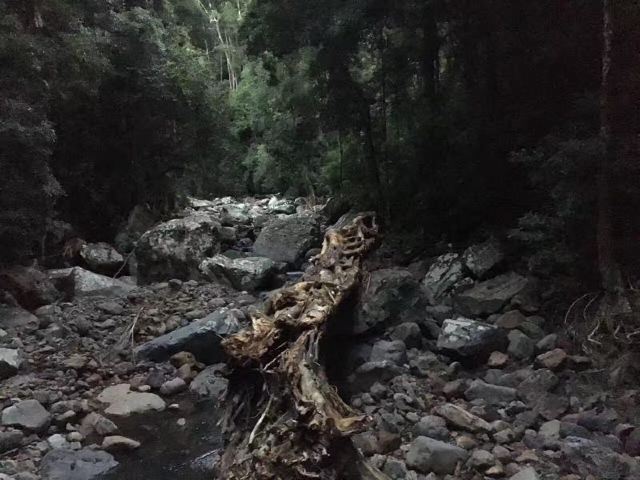 Springbrook National Park
