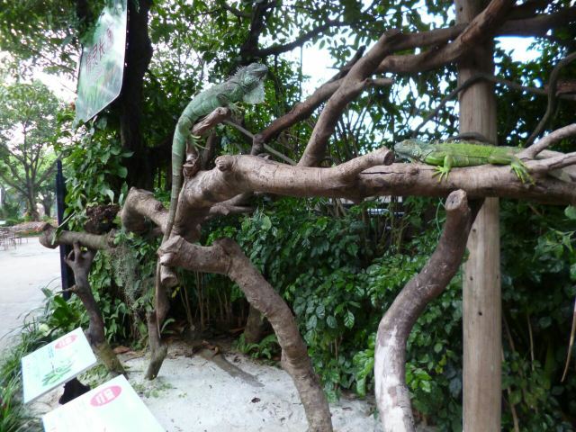 Chimelong Bird Park