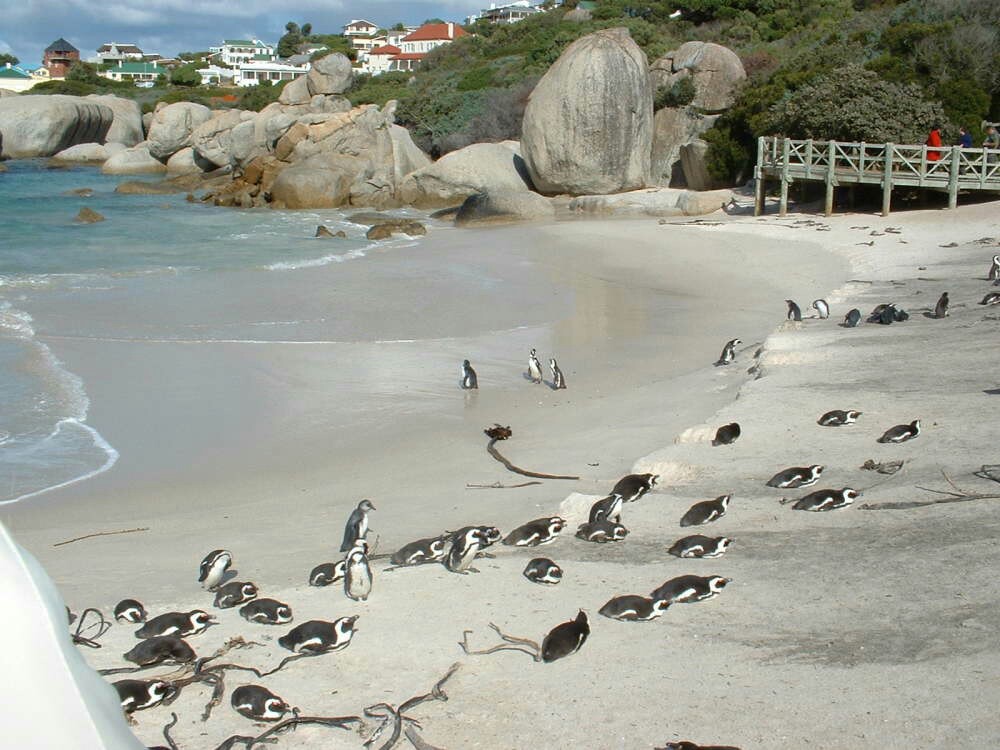 南非企鹅生态保护区