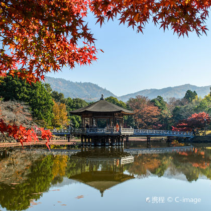日本奈良公园+东大寺+若草山+奈良国立博物馆+唐招提寺一日游