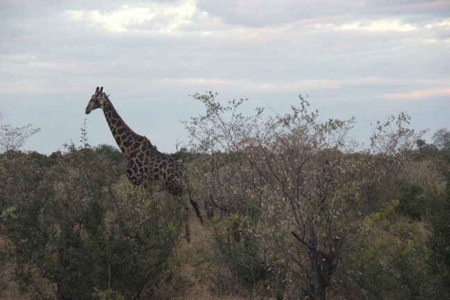 津巴布韦万基国家公园