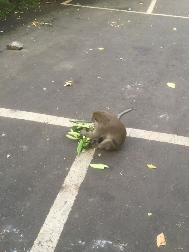 몽키 포레스트