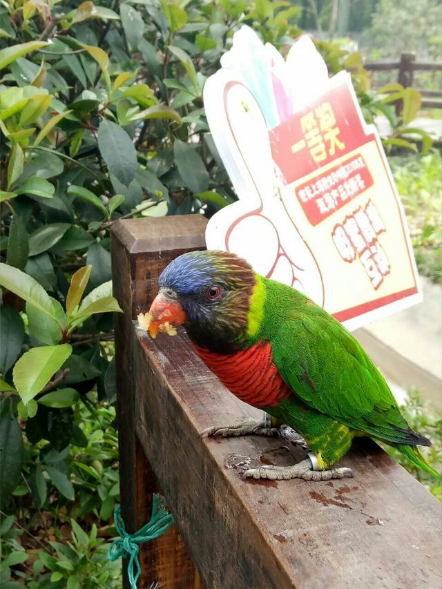 Shanghai Wild Animal Park
