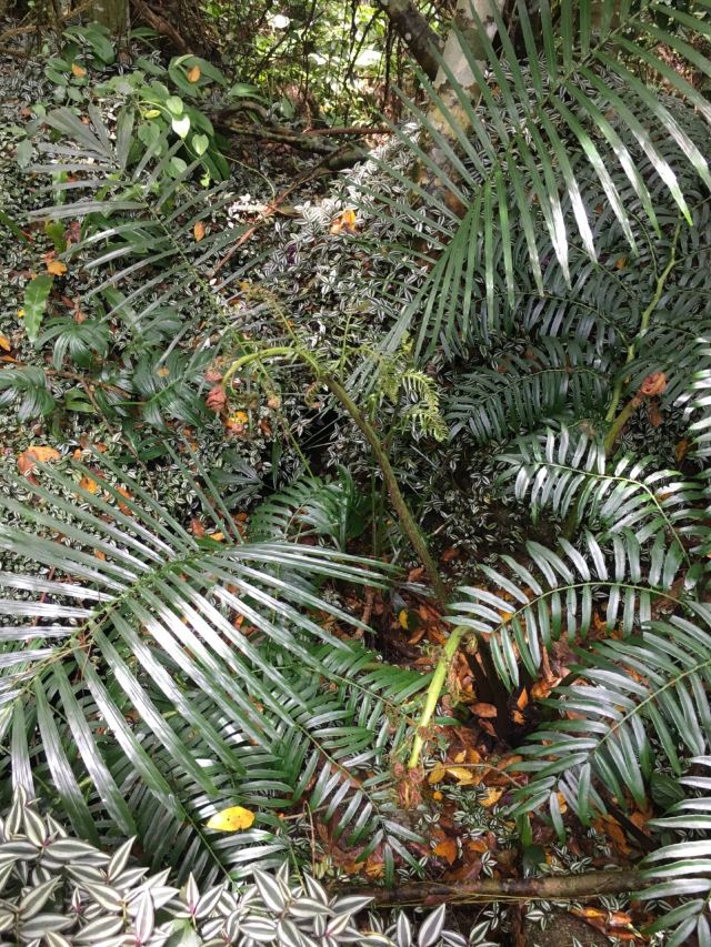 Yanoda Rainforest Cultural Tourism Zone