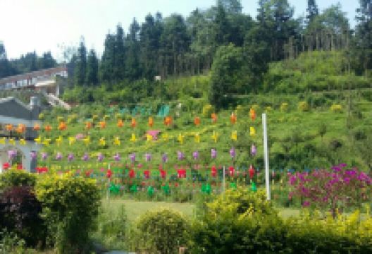 兄弟友谊藏茶(G318(旧)店)购物图片