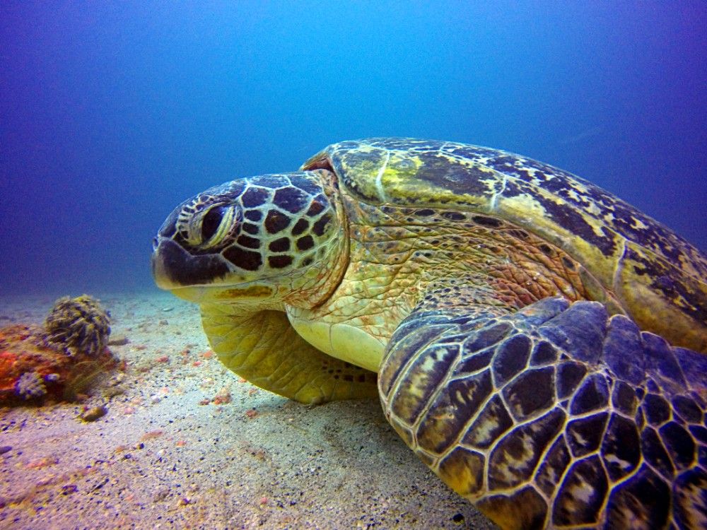海龟 在菲律宾加莱拉港潜水时拍摄的海龟