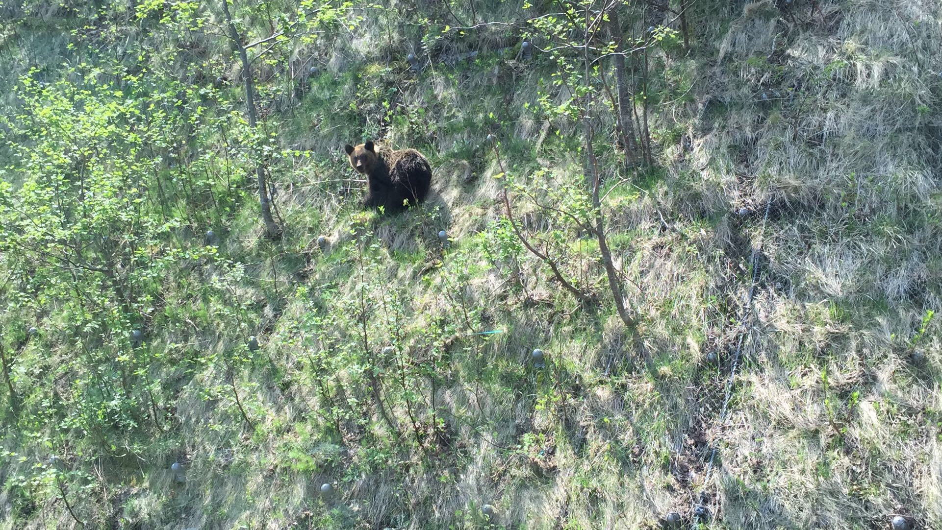 知床国立公园——偶见棕熊