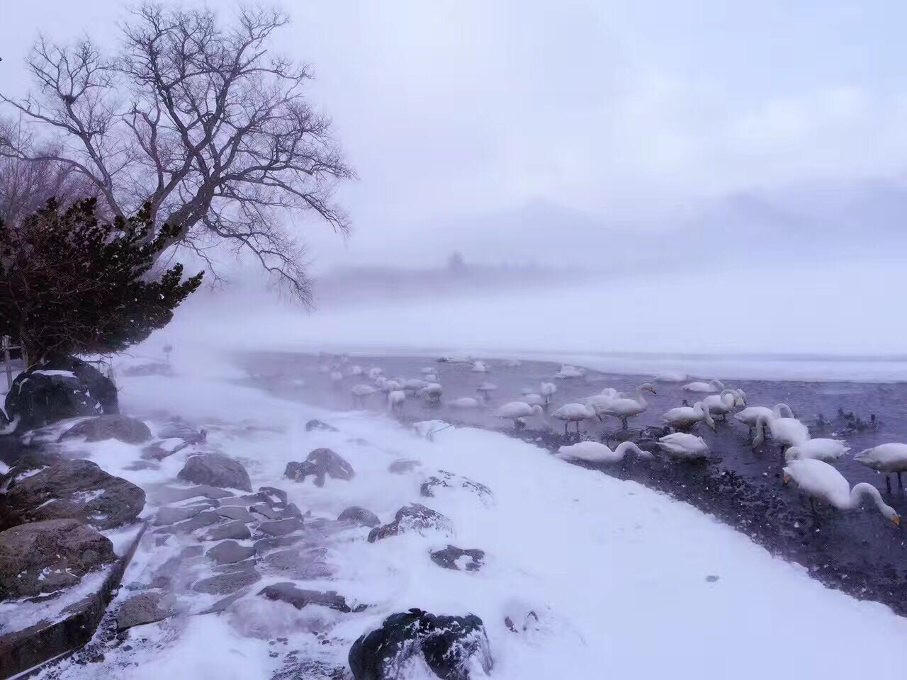 北海道道东第五天之屈斜路湖看天鹅泡古丹温泉