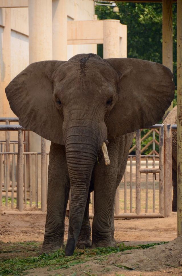 北京動物園 Attractions 做一只自由自在的飞鸟 北京 Travel Review Travel Guide Trip Com