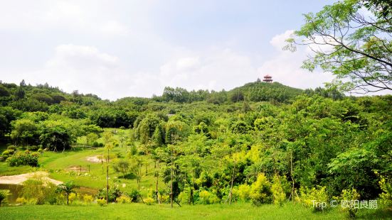 Forest Park, Quanzhou