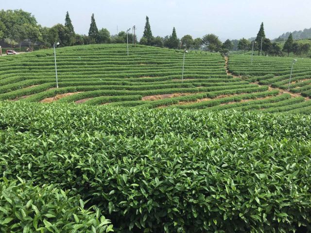 松陽大木山騎行茶園景區