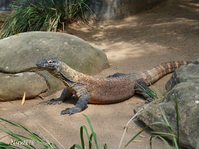Taronga Zoo