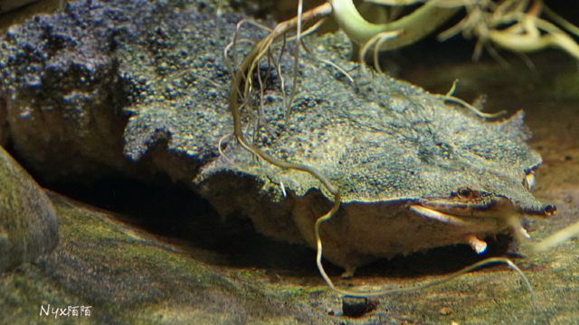 Taronga Zoo