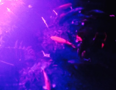 Ranch House餐厅图片