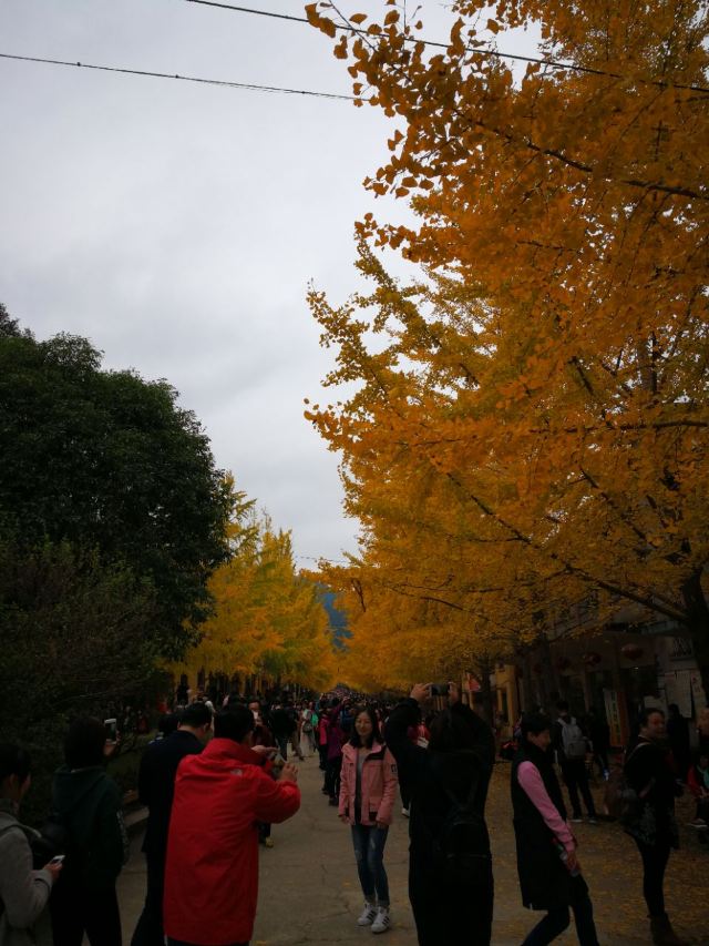 마오쯔펑 린창