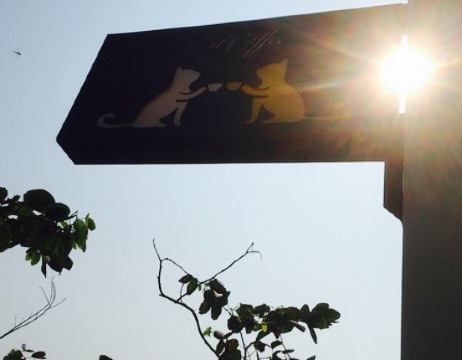 The Cat Coffee House