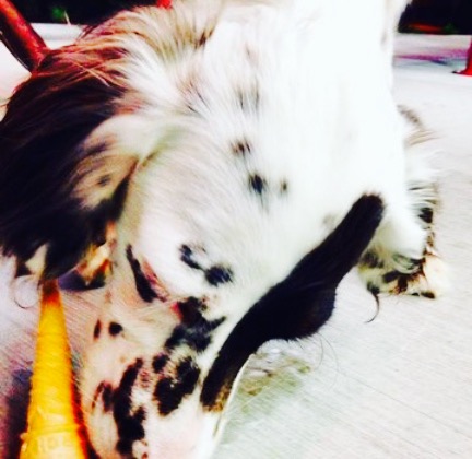 Andy's Frozen Custard