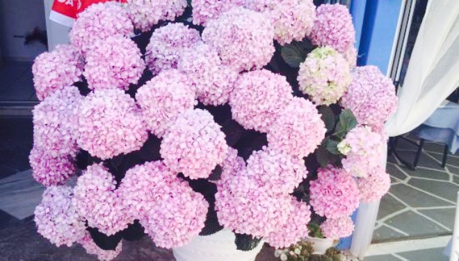 Malia Star Greek Restaurant