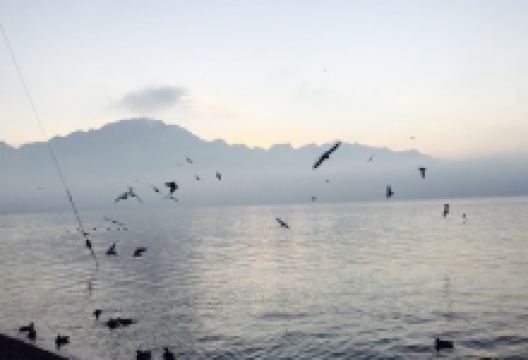 Le Bistro美食图片