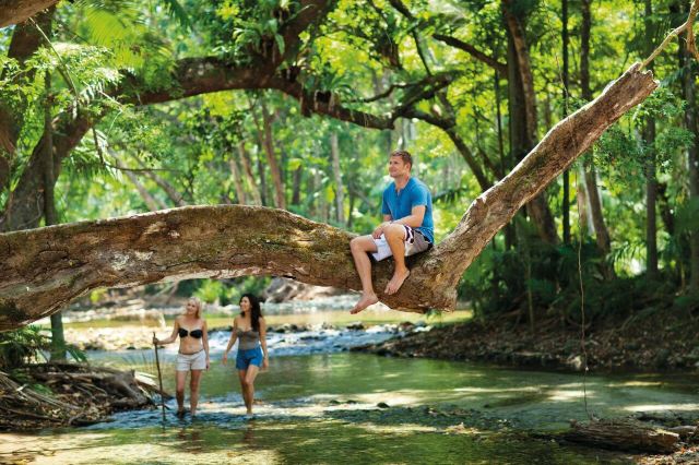 Daintree Rainforest