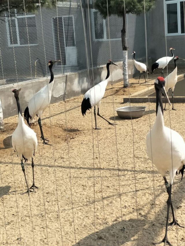 황금강 리조트