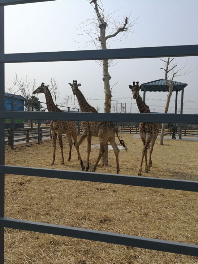 룽커우 동식물원