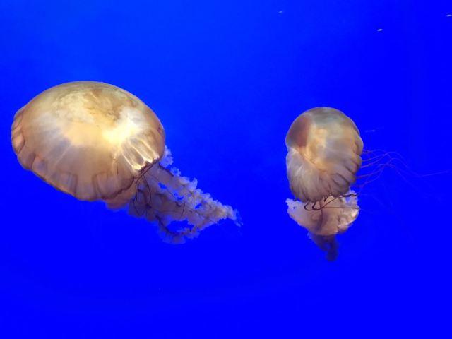 California Academy of Sciences