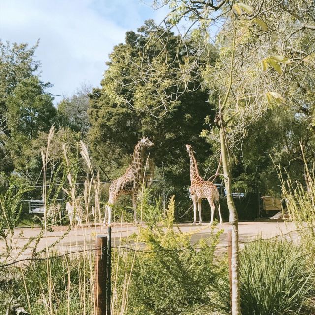 Melbourne Zoo