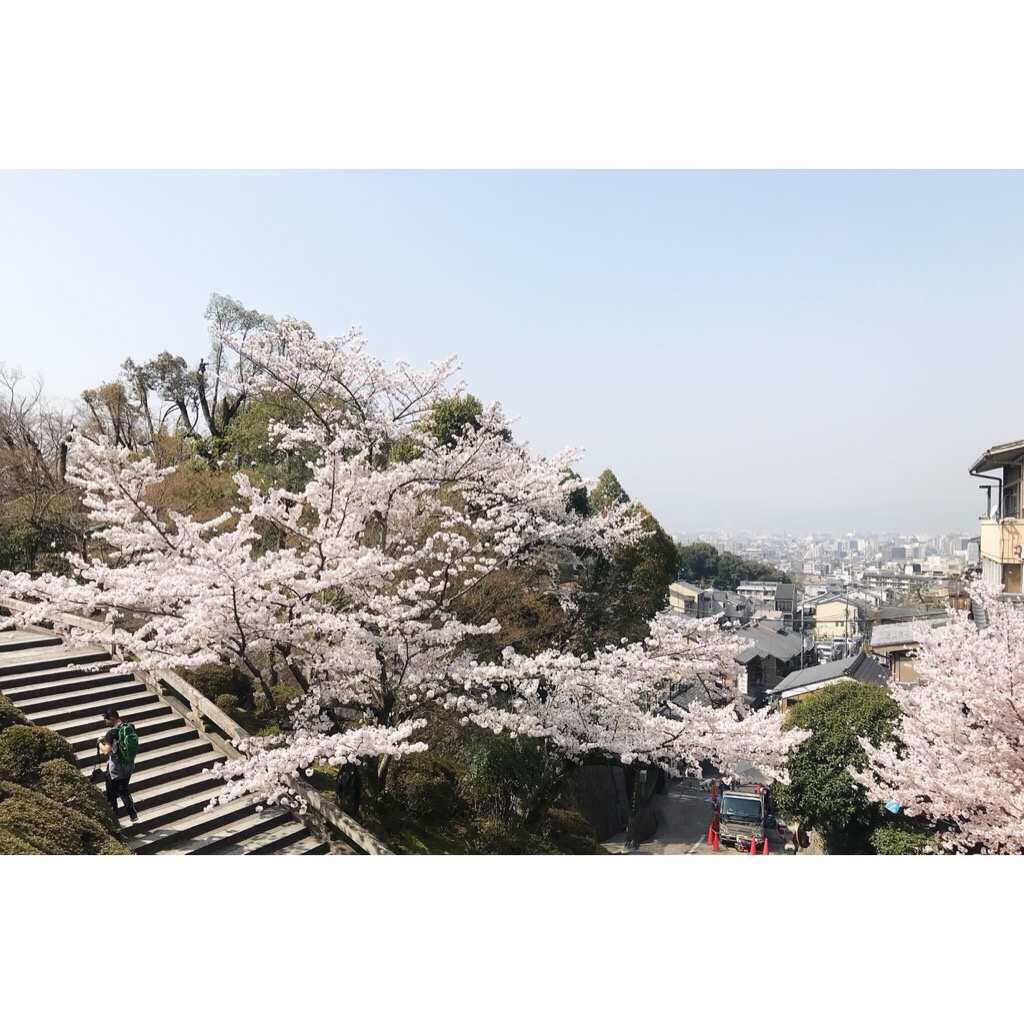 我在东京铁塔下看樱花 三月的樱花，绚烂地在枝头随风曼舞。清风一来，却又飞红如雨。鲜嫩的花瓣，坦然地逐