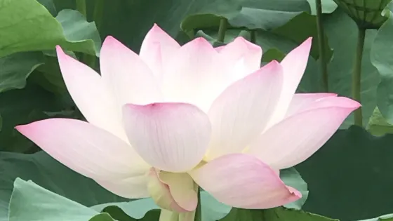 紫薇公園