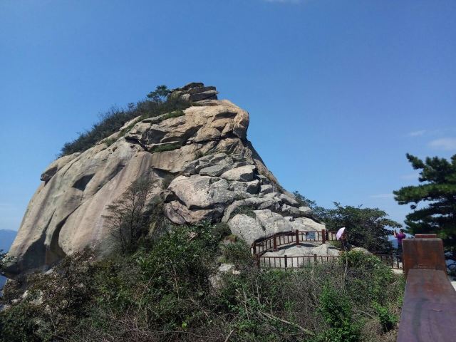 수탉 산