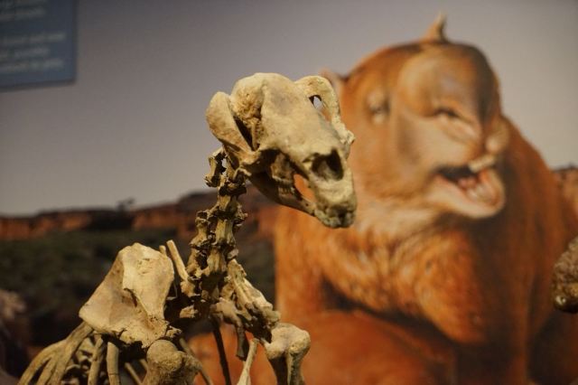 South Australian Museum