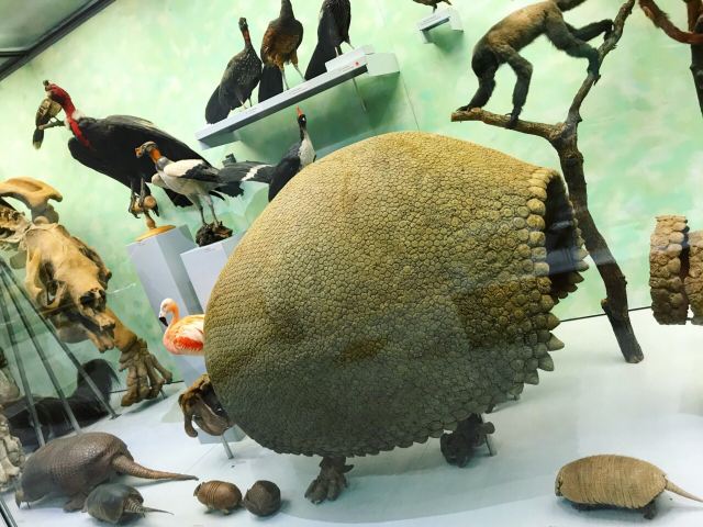 Zoological Museum