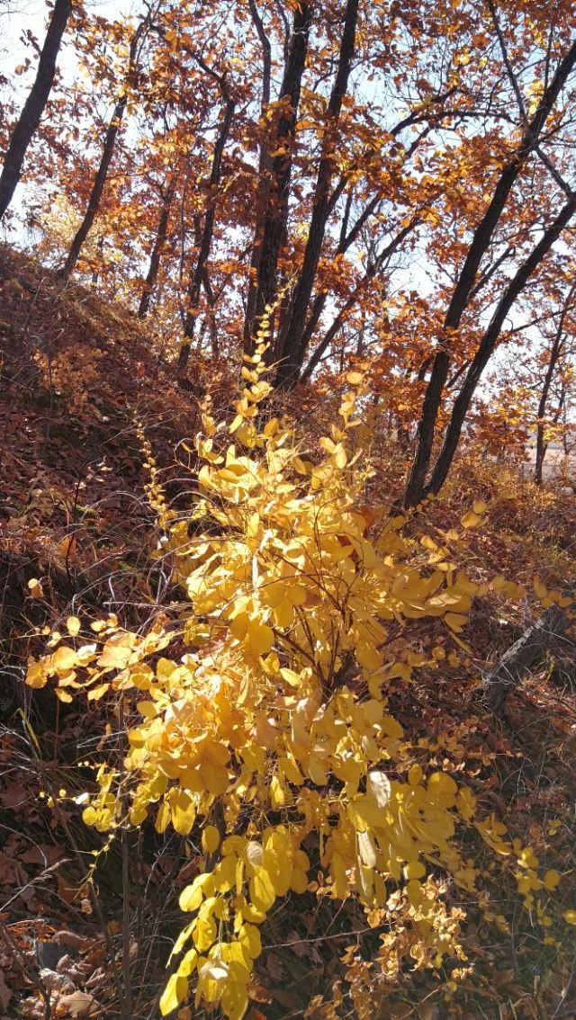 藥泉山