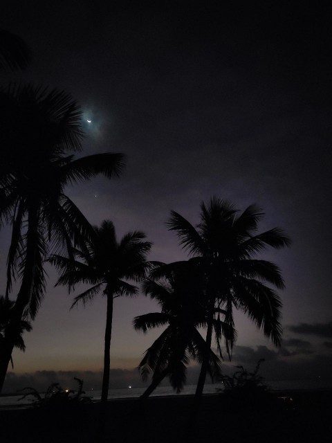 月亮金星与椰树