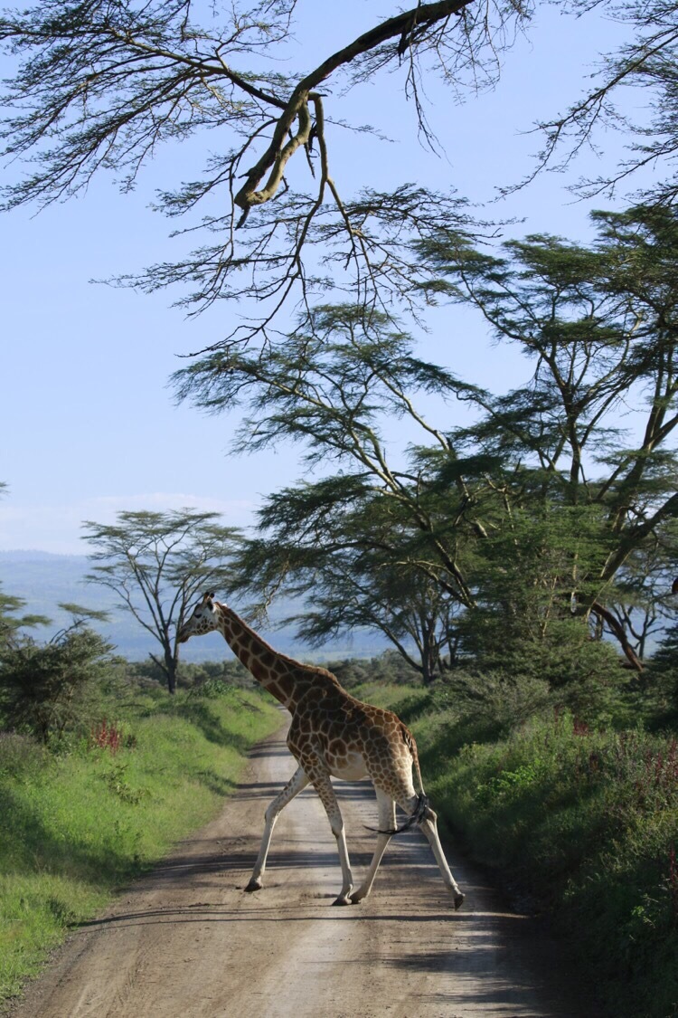 #元旦去哪玩#肯尼亚:动物的天堂,去完再也不想去动物园了！