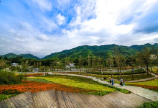 龙茶花海景点图片