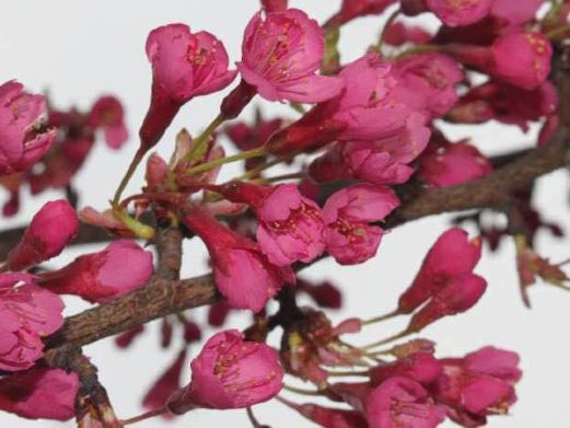 中江樱花岭