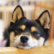石头宝贝